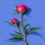 DoublePeony_kd