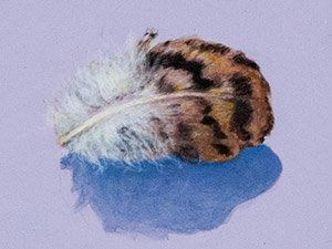 Feather 3
