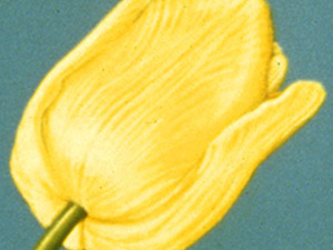 Tulip