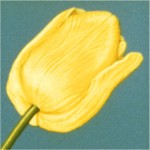 yellow_tulip